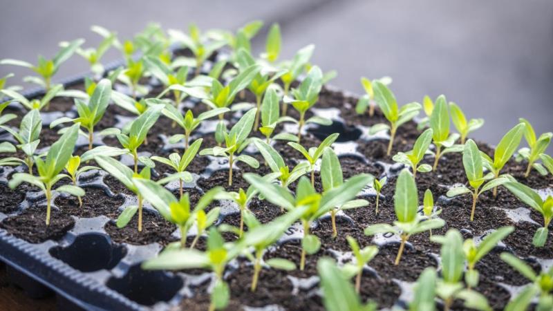 PLANTING AT THE CITIZEN NURSERY